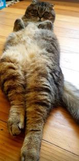 Dringend 2 Katzen halb BKH halb Scottish fold suchen ein Liebevolles Zuhause