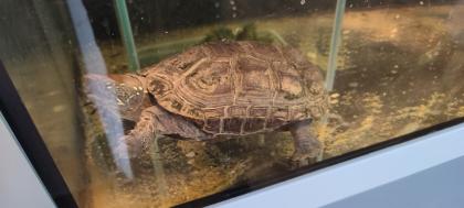 Chinesische Dreikielschildkröte mit Aquarium Unterschrank, Zubehör uvm. abzugeben