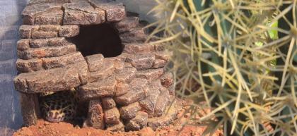 Leopardengecko in Terrarium inkl. üppigen Zubehör