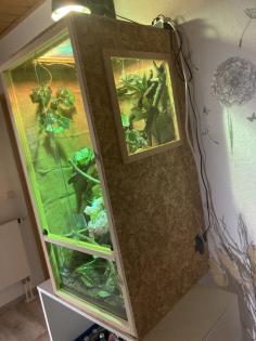 Jemenchamäleon mit Terrarium