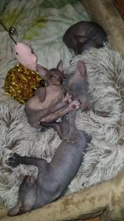 Sphynx-Kitten, Don-Sphynx noch zu haben 13 Wochen alt