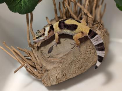 Leopardgecko aus Rostock 24. 11. 2024