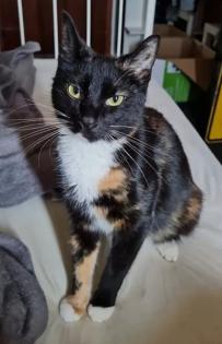 Ruhige, zurückhaltende Katze abzugeben Liebevolles Zuhause gesucht