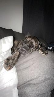 Carne Corso Boxer Hündin 5 Jahre alt