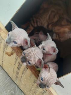Canadian Sphynx Kitten
