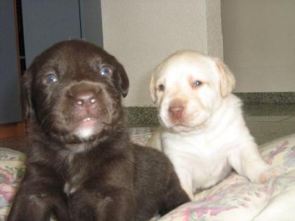 Labradorwelpen