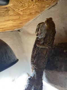 Bartagame inklusive Terrarium und Zubehör