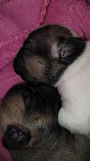 Französische bulldoggen welpen