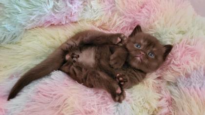 Bkh Kitten in seltener Farben. Stammbaum