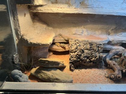 3 Leopardgeckos inkl Terrarium und Technik