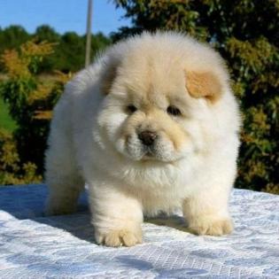 Reinrassige Chow-Chow Welpen mit blauer Zunge Geimpft Gechipt