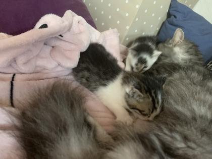 Maine Coon Kitten Mix, Katzenbabys Kätzchen