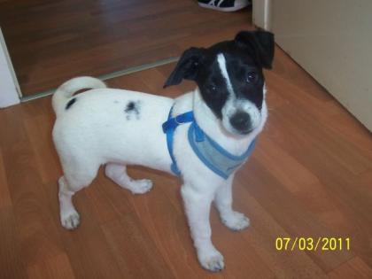 Süsser Jack-Russel-Welpe sucht ein neues zu Hause