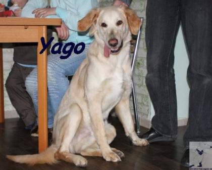 Labrador Retriever Mischling Yago