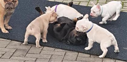 Französische Bulldoggen