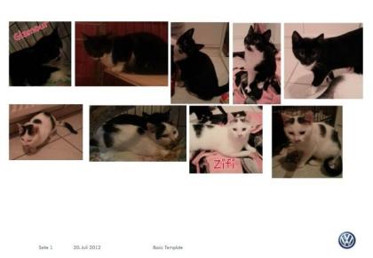 Katzenkinder Milka, Zifi, Glamour, Kimi