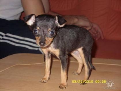 Russisches Terrier abzugeben 3 Monate Alt.
