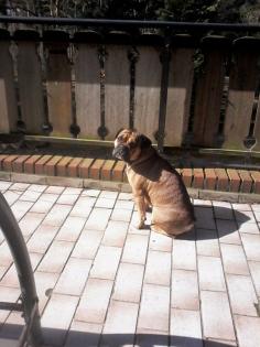 Old Englishbulldogen Frei atmend