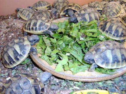 Griechische Landschildkröten