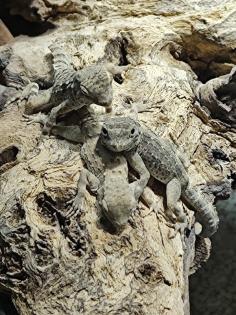 VERKAUF/TAUSCH Skorpionschwanzgecko / Pristurus carteri