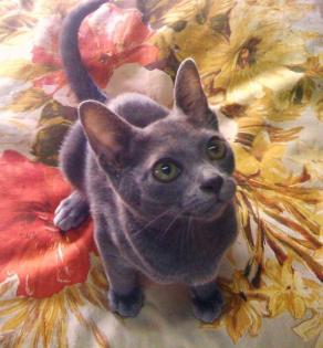 Korat Kitten suchen neue Dosenöffner