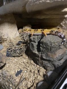 Leopardgecko Weibchen zu verkaufen