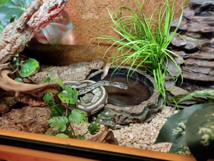 2 Köpy Mojave 1. 1 Inkl. Terrarium und zubehör