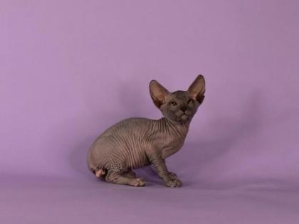 Reinrassige Sphynx Kitten Don