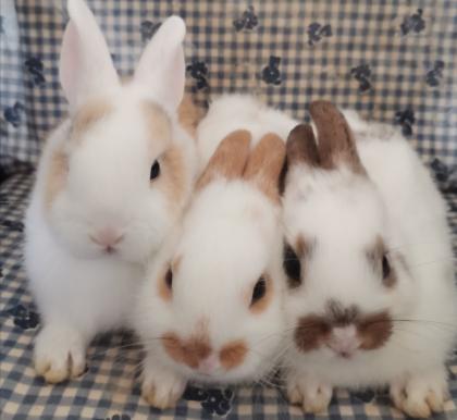 3 susse baby Kaninchen