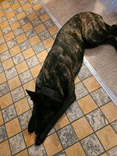X Herder Malinois hündin