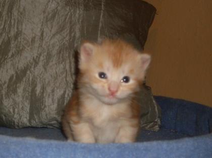 Reinrassige Maine Coon Babys mit Stammbaum
