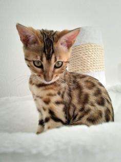 Reinrassige Bengal Kitten