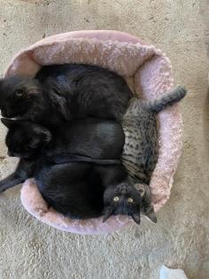 Super süße Kitten