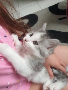 Verkaufe süße Katzen