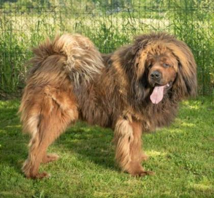 Tibetan mastiff rot Welpen