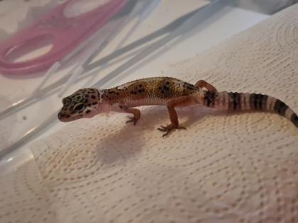 Leopardgeckos NZ 21, 0. 1