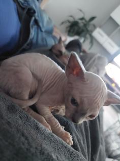 Canadian Sphynx Kitten