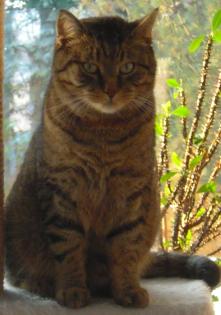 Kater Katze