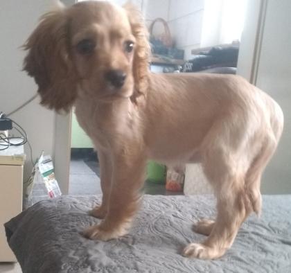 Welpe Cocker Spaniel