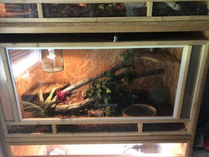 4 königspythons mit Terrarium zu verkaufen