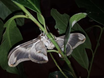 Samia ricini Ei Raupe Götterbaumspinner Schmetterling Nachtfalter