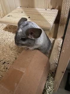 Chinchilla Böckchen abzugeben