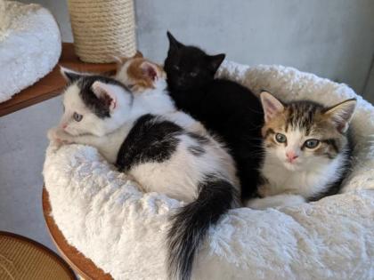 Selkirk Rex Mix Kitten