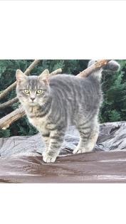 BKH Mix Katze Lucy vermisst