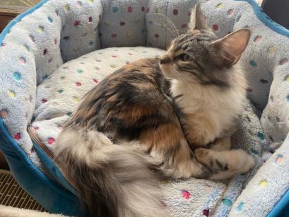 Norwegische Waldkatze geb. 10. 6. 2023 mit Stammbaum