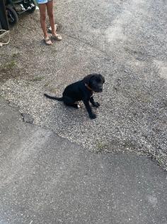 Cane corso