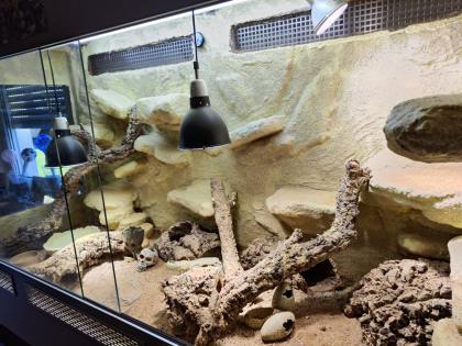 Bartagame m mit großem Terrarium, Quarantäneterrarium inkl. Beleuchtung und viel Zubehör