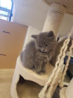Bkh Kitten