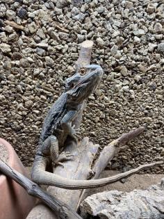 Bartagame Weibchen- 5 Jahre - Jessie inkl Terra