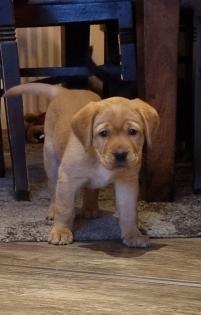 Labrador Welpen Reinrassig